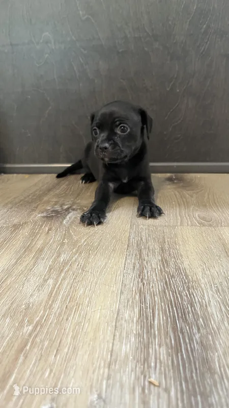 Luna – Dachshund, Chihuahua puppy for sale in Bowling Green, FL