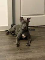 Blue, a male American Staffordshire Terrier and American Pit Bull Terrier for sale in Mcdonough, GA – Photo 3 of 3