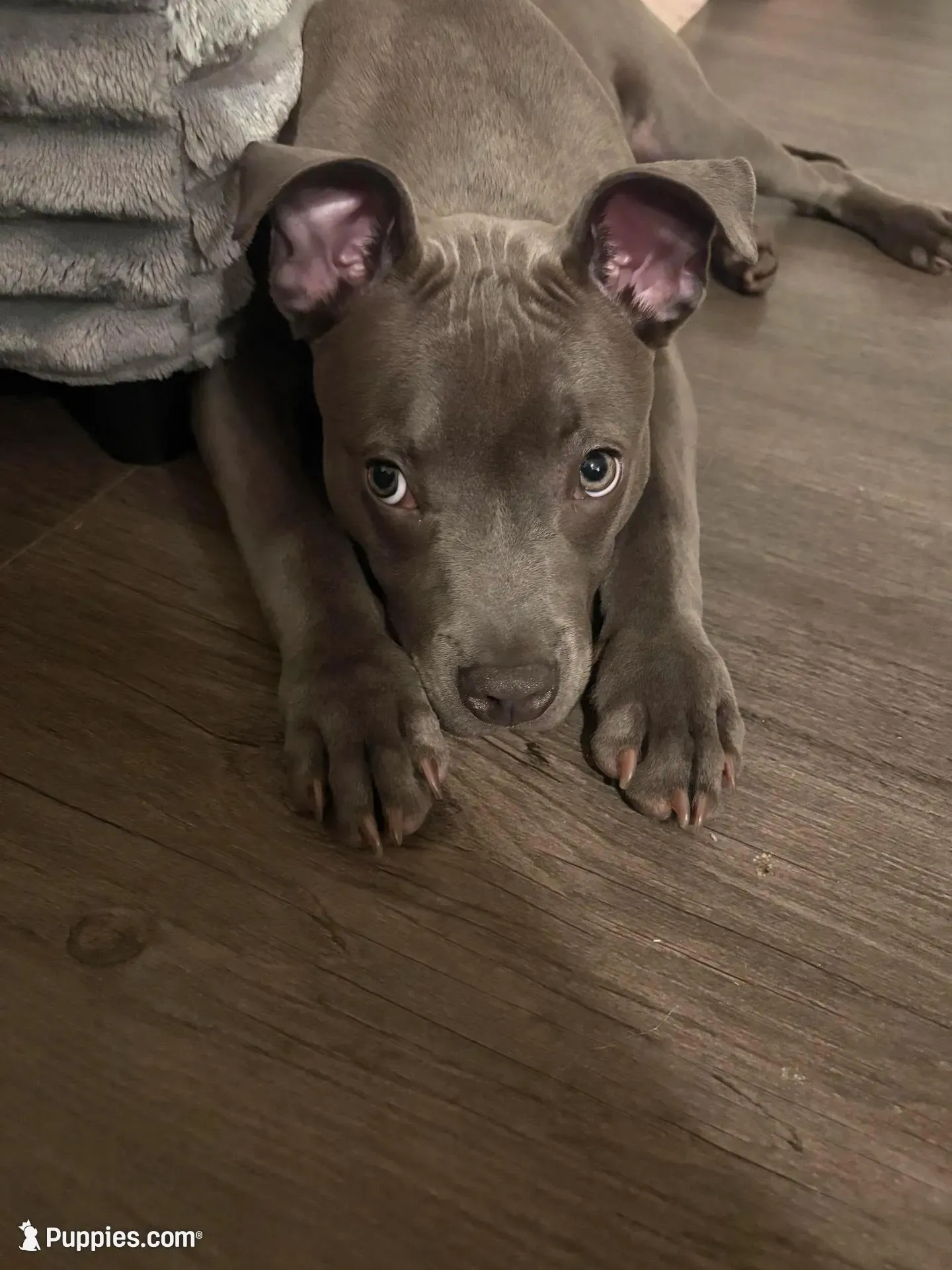 Blue – American Staffordshire Terrier, American Pit Bull Terrier puppy for sale in Mcdonough, GA