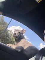 Blue, a male American Staffordshire Terrier and American Pit Bull Terrier for sale in Mcdonough, GA – Photo 2 of 3