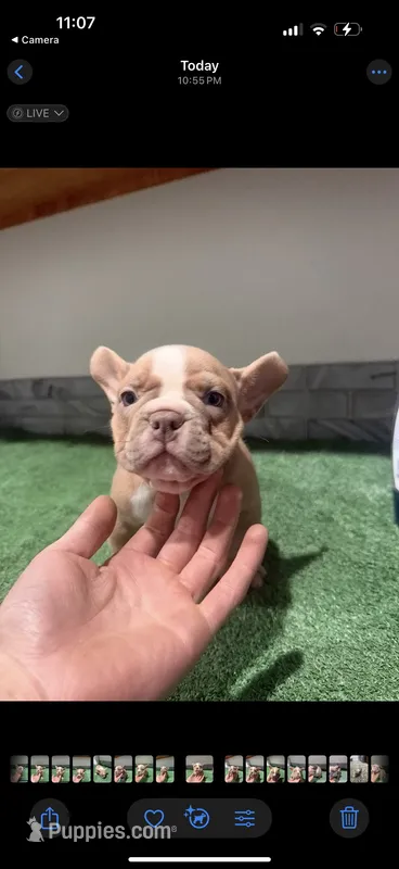 Lily – French Bulldog puppy for sale in Seattle, WA