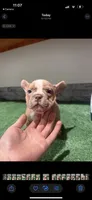 Lily, a female French Bulldog for sale in Seattle, WA – 1 of 1