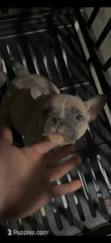 Marks – French Bulldog, American Bully puppy for sale in Seattle, WA