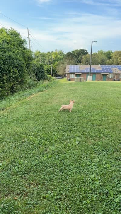 Louie, a male French Bulldog and Frenchton for sale in Bloomington, IN – 3 of 3