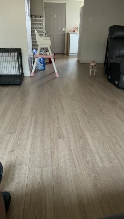 Louie, a male French Bulldog and Frenchton for sale in Bloomington, IN – 2 of 3