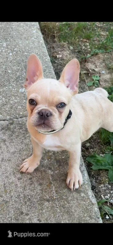 Louie – French Bulldog, Frenchton puppy for sale in Bloomington, IN