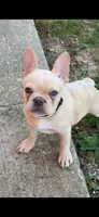 Louie, a male French Bulldog and Frenchton for sale in Bloomington, IN – 1 of 3