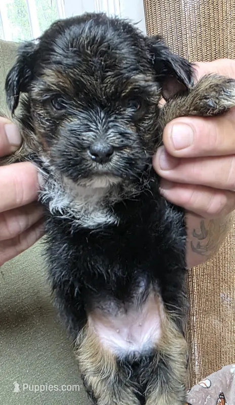 Female #2 – Yorkshire Terrier puppy for sale in Sumter, SC