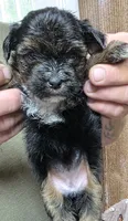 Female #2, a female Yorkshire Terrier for sale in Sumter, SC – 1 of 2