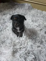 Girl #1 , a female Yorkshire Terrier for sale in Sumter, SC – 4 of 4