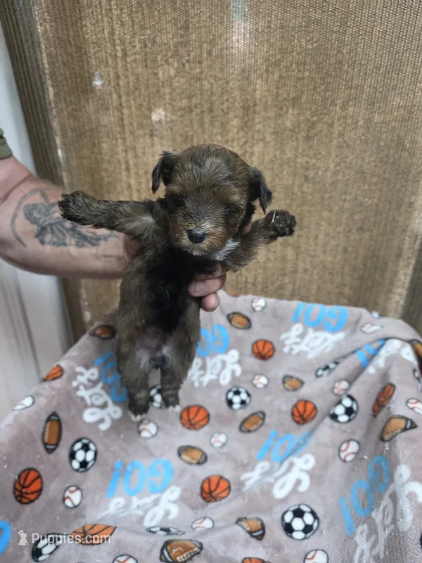Sable female – Yorkshire Terrier puppy for sale in Sumter, SC