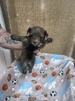 Sable female, a female Yorkshire Terrier for sale in Sumter, SC – 1 of 2