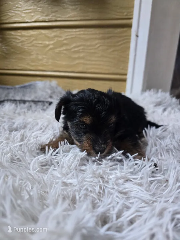 Big boy – Yorkshire Terrier puppy for sale in Sumter, SC