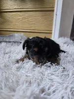 Big boy, a male Yorkshire Terrier for sale in Sumter, SC – 1 of 2