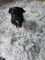 Girl #1 , a female Yorkshire Terrier for sale in Sumter, SC – 3 of 4