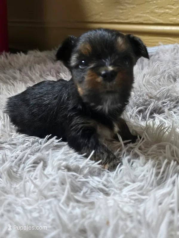 Boy Runt – Yorkshire Terrier puppy for sale in Sumter, SC