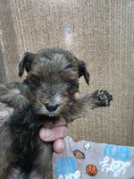 Sable female, a female Yorkshire Terrier for sale in Sumter, SC – 2 of 2