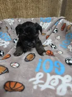 Female #2, a female Yorkshire Terrier for sale in Sumter, SC – 2 of 2