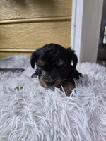 Big boy, a male Yorkshire Terrier for sale in Sumter, SC – 2 of 2