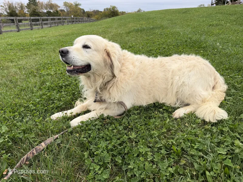 Oakley – English Cream Golden Retriever puppy for sale in Hancock, MD