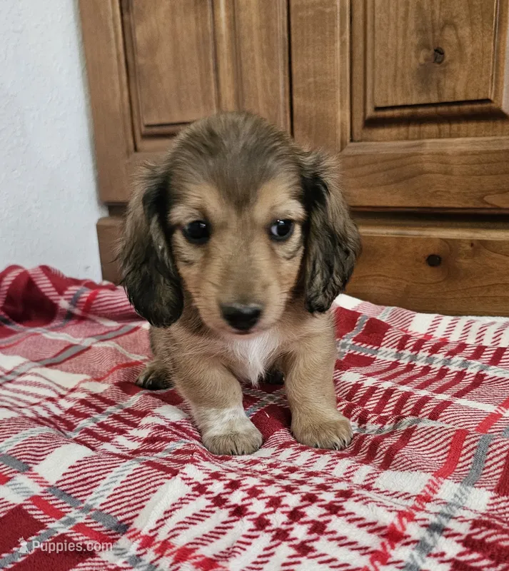 Reese – Miniature Dachshund puppy for sale in Arthur, IL