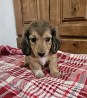 Reese, a male Miniature Dachshund for sale in Arthur, IL – 1 of 3
