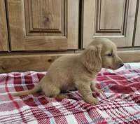 Tanner, a male Miniature Dachshund for sale in Arthur, IL – 2 of 3
