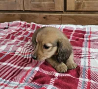 Ralph, a male Miniature Dachshund for sale in Arthur, IL – 3 of 3