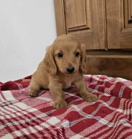 Tanner, a male Miniature Dachshund for sale in Arthur, IL – 3 of 3