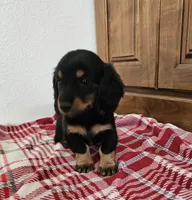 Chelsea, a female Miniature Dachshund for sale in Arthur, IL – 2 of 3