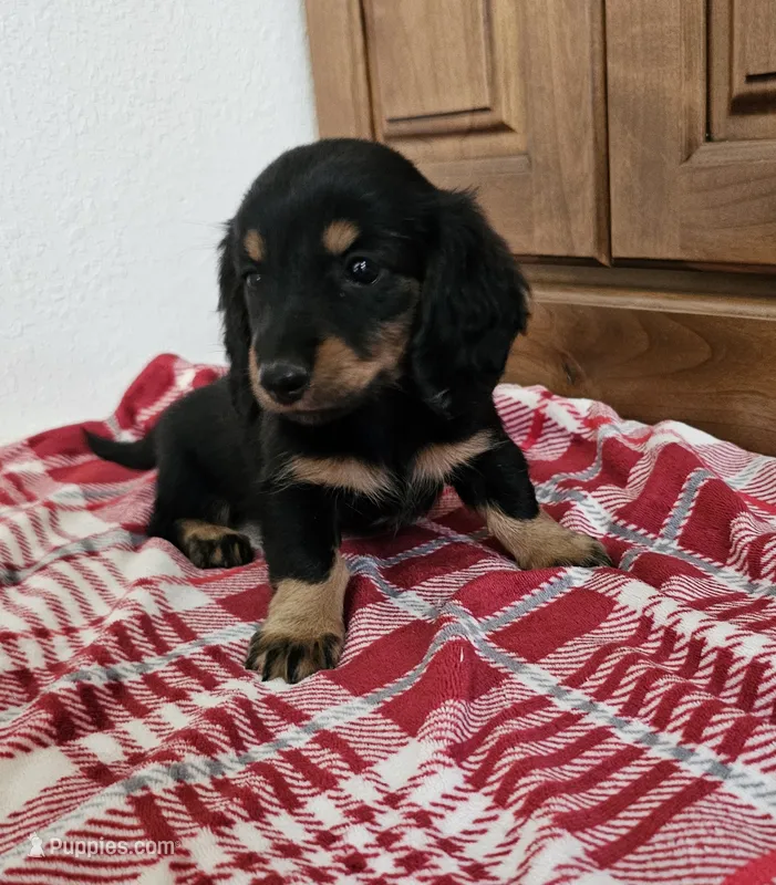 Chelsea – Miniature Dachshund puppy for sale in Arthur, IL