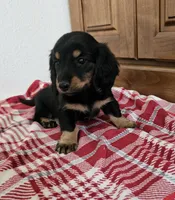 Chelsea, a female Miniature Dachshund for sale in Arthur, IL – 1 of 3
