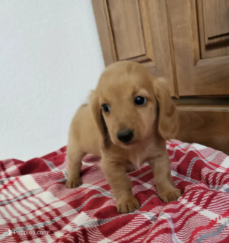 Tanner – Miniature Dachshund puppy for sale in Arthur, IL
