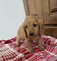 Tanner, a male Miniature Dachshund for sale in Arthur, IL – 1 of 3