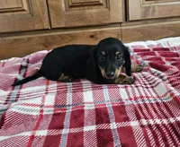 Chancy, a male Miniature Dachshund for sale in Arthur, IL – 2 of 3