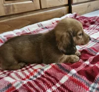 Ralph, a male Miniature Dachshund for sale in Arthur, IL – 2 of 3