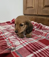Ralph, a male Miniature Dachshund for sale in Arthur, IL – 1 of 3