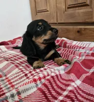 Chancy, a male Miniature Dachshund for sale in Arthur, IL – 3 of 3