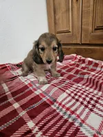 Reese, a male Miniature Dachshund for sale in Arthur, IL – 3 of 3