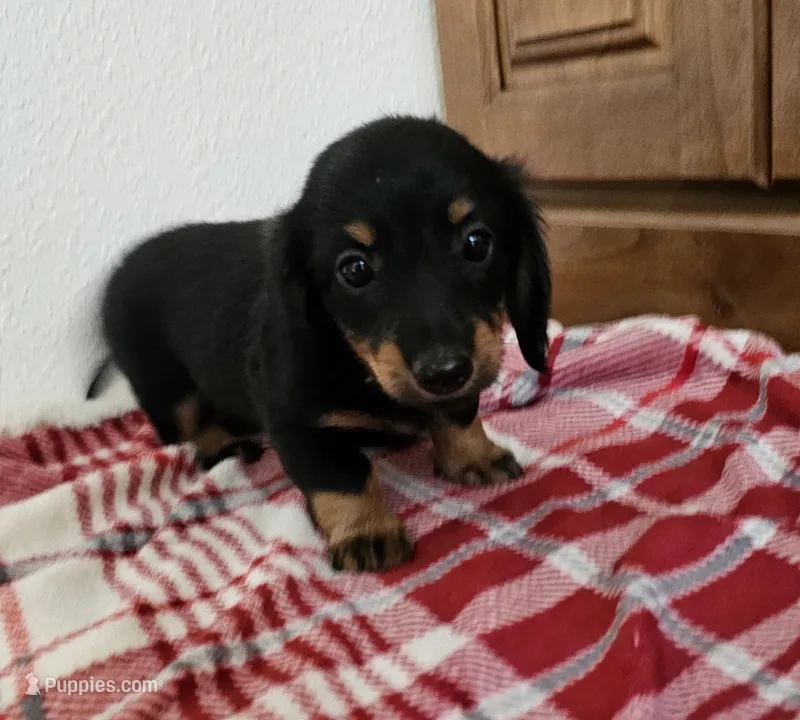Chancy – Miniature Dachshund puppy for sale in Arthur, IL