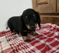 Chancy, a male Miniature Dachshund for sale in Arthur, IL – 1 of 3