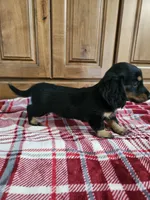 Chelsea, a female Miniature Dachshund for sale in Arthur, IL – 3 of 3