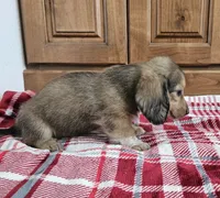 Reese, a male Miniature Dachshund for sale in Arthur, IL – 2 of 3