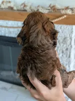 Krew, a male Miniature Goldendoodle for sale in Ligonier, IN – 2 of 3