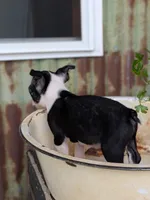 Rocko, a male Boston Terrier for sale in Ligonier, IN – 2 of 4