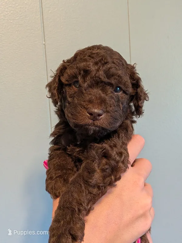 Knox – Miniature Goldendoodle puppy for sale in Ligonier, IN