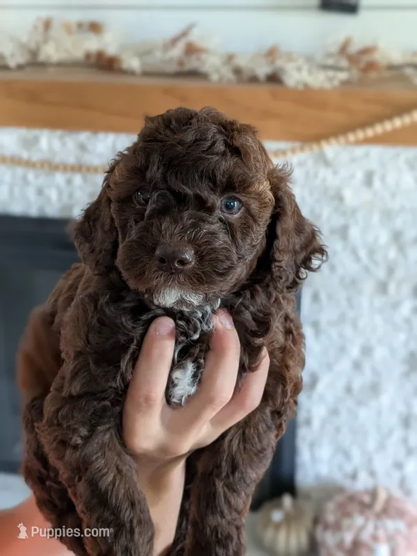 Karis – Miniature Goldendoodle puppy for sale in Ligonier, IN
