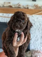Karis, a female Miniature Goldendoodle for sale in Ligonier, IN – 1 of 2
