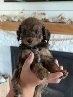 Krew, a male Miniature Goldendoodle for sale in Ligonier, IN – 3 of 3