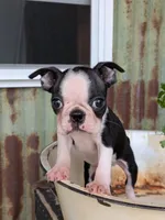 Rocko, a male Boston Terrier for sale in Ligonier, IN – 1 of 4